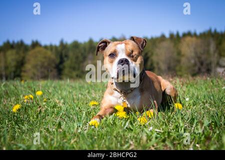 Bulldog couché dans la prairie de printemps Banque D'Images