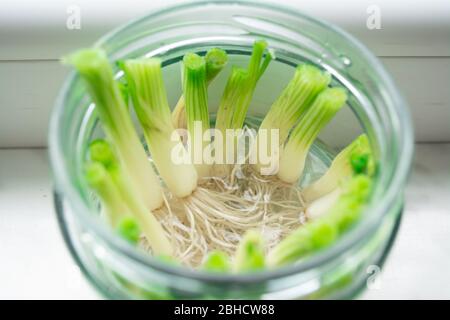 La culture des oignons verts s'ébouillante des morceaux en propageant dans l'eau dans un pot sur un seuil de fenêtre Banque D'Images