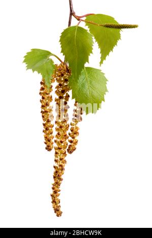 feuilles de bouleau et pollen fleuri isolées sur fond blanc Banque D'Images