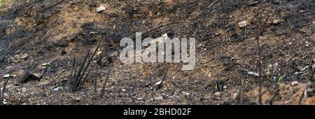 Sol brûlé, terre endommagée par le feu, concept de catastrophe naturelle Banque D'Images