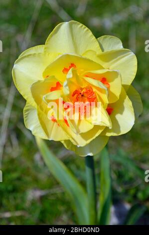 Double Daffodil avec pétales à volants orange vif à l'intérieur jaune pâle pétales Banque D'Images