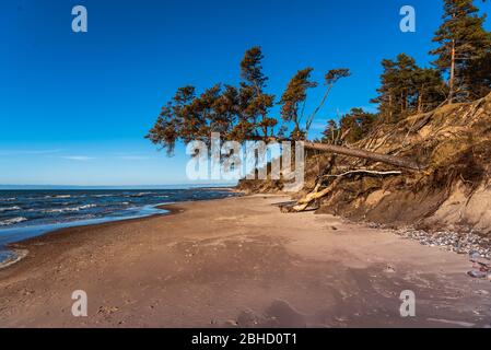 la mer baltique et le pin penchant sur le sable de la plage en essayant d'atteindre la ligne d'eau Banque D'Images