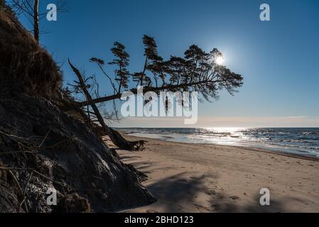 la mer baltique et le pin penchant sur le sable de la plage en essayant d'atteindre la ligne d'eau Banque D'Images