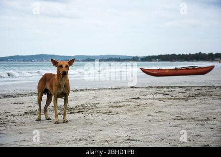 Chien errant et un bateau sur une plage au Sri lanka. Banque D'Images