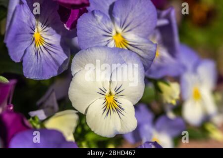 Des fleurs ornementales de Pansy dans une boîte de fleurs au printemps dans un village français Banque D'Images