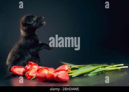 petit chiot noir sur fond sombre avec fleurs de tulipe Banque D'Images