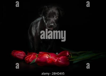 petit chiot noir sur fond sombre avec fleurs de tulipe Banque D'Images