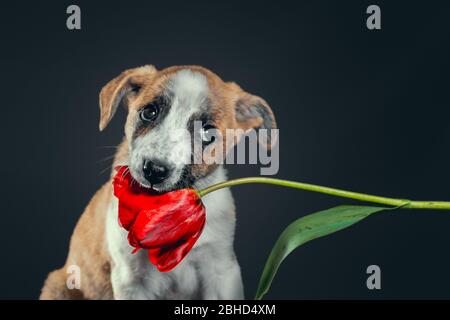 chiot piebald mignon gardant dans les dents une fleur de tulipe à fond sombre Banque D'Images