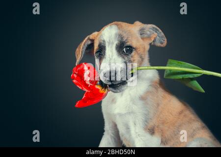 chiot piebald mignon gardant dans les dents une fleur de tulipe à fond sombre Banque D'Images