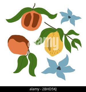 Motif vectoriel avec citrons, pêches et fleurs sur fond blanc. Pour la conception de papier peint, d'emballages, de textiles, d'imprimés pour vêtements Illustration de Vecteur