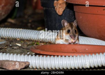 Apodema sylvaticus, souris commune européenne de bois, Banque D'Images