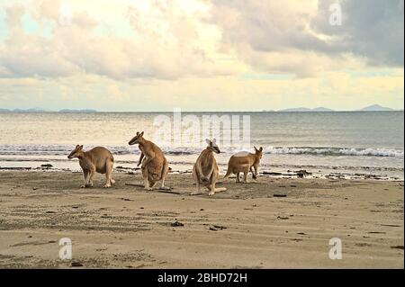 Kangourou au lever du soleil à Cape Hillsborough sur la plage Banque D'Images