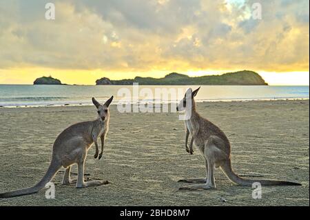 Kangourou au lever du soleil à Cape Hillsborough sur la plage Banque D'Images