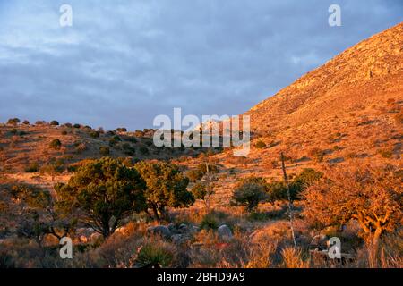 Tôt le matin dans le parc national des montagnes de Guadalupe au Texas, États-Unis Banque D'Images