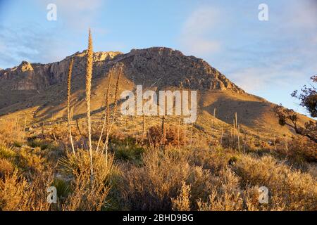 Tôt le matin dans le parc national des montagnes de Guadalupe au Texas, États-Unis Banque D'Images