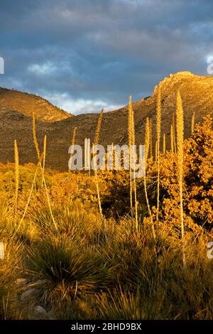 Tôt le matin dans le parc national des montagnes de Guadalupe au Texas, États-Unis Banque D'Images