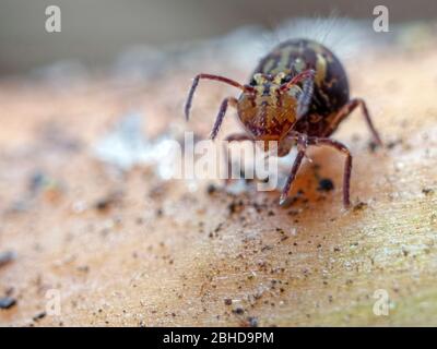 Sourire Banque D'Images