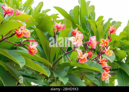 Photo des flotteurs d'Orange Frangipani et de ses feuilles isolement Banque D'Images