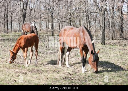 Un poulain de deux semaines apprend à délasser à l'extérieur au début du printemps près de sa mère. Joli animal Banque D'Images