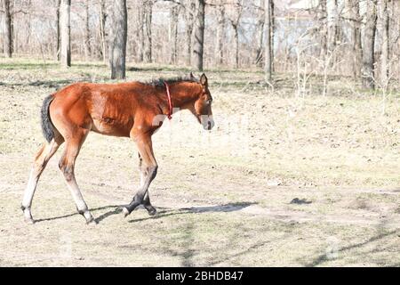 Un poulain de deux semaines apprend à délasser à l'extérieur au début du printemps. Joli animal Banque D'Images