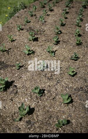 Les semis de haricots larges qui poussent dans le lit d'allotissement dans le jardin de campagne anglais pendant le printemps Banque D'Images