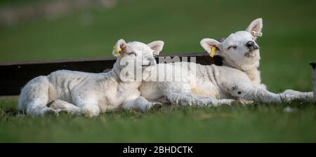 Les agneaux Texel se reposent sur le terrain, profitant du soleil de printemps. North Yorkshire, Royaume-Uni. Banque D'Images