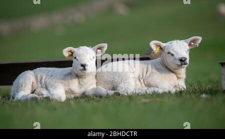 Deux agneaux Texel étaient assis au soleil au moment de la couche au printemps. North Yorkshire, Royaume-Uni. Banque D'Images