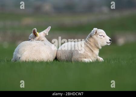 Deux agneaux Texel étaient assis au soleil au moment de la couche au printemps. North Yorkshire, Royaume-Uni. Banque D'Images