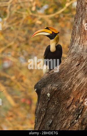 Grand Hornbill (Buceros bicornis) perché sur un tronc d'arbre Banque D'Images