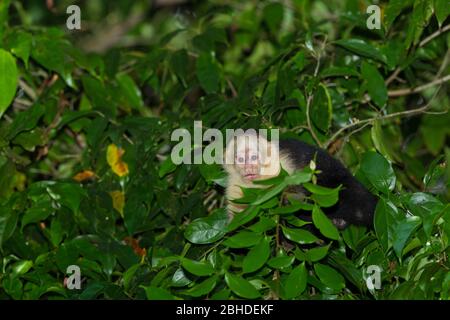 Capuchin à face blanche (Cebus capucinus) également connu sous le nom de capuchin à tête blanche ou à tête blanche Banque D'Images