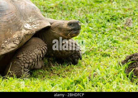 Galapagos Tortue géante (Chelonidis nigra porteri) Banque D'Images