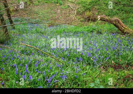 Bluebells dans le bois. Banque D'Images