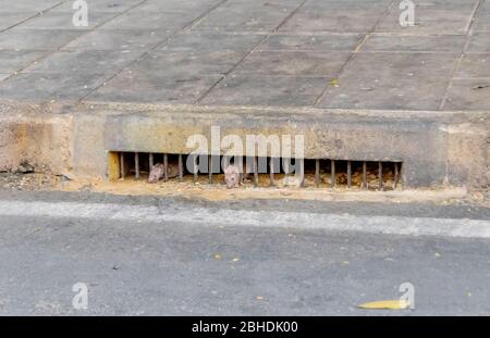 Les rats sales sortant des eaux usées se tiennent dans la rue de Bangkok, Thaïlande 5 janvier 2019 Banque D'Images