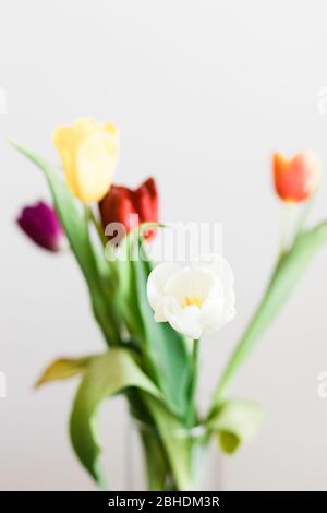 De belles tulipes multicolores dans un vase sur fond blanc Banque D'Images