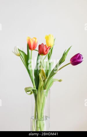 De belles tulipes multicolores dans un vase sur fond blanc Banque D'Images