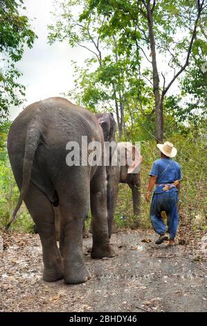 Mahout et son éléphant marchaient dans la forêt. Banque D'Images