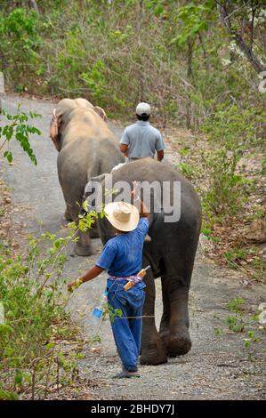 Mahout et son éléphant marchaient dans la forêt. Banque D'Images