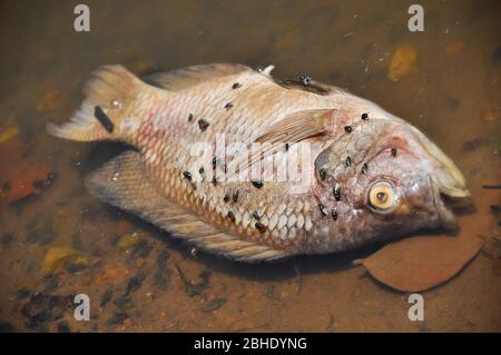 Les mouches envahient les poissons flottant morts dans le lac. Banque D'Images