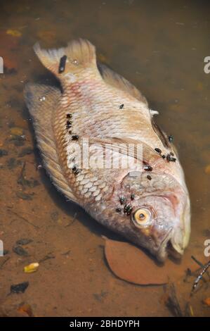 Les mouches envahient les poissons flottant morts dans le lac. Banque D'Images