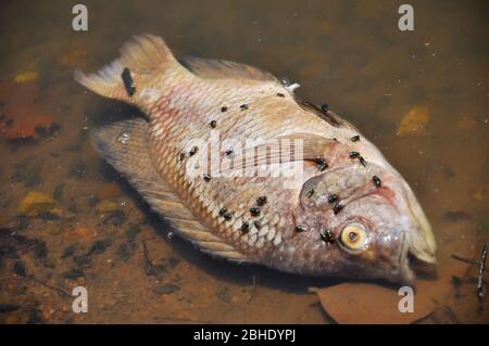 Les mouches envahient les poissons flottant morts dans le lac. Banque D'Images