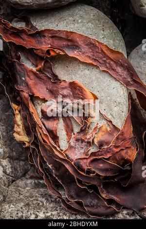 Rock et Weed de mer, Elgol, Ile de Skye, Écosse Banque D'Images