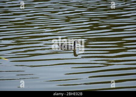 Le canard laisse une marque sur la surface de l'eau avec de petites vagues Banque D'Images