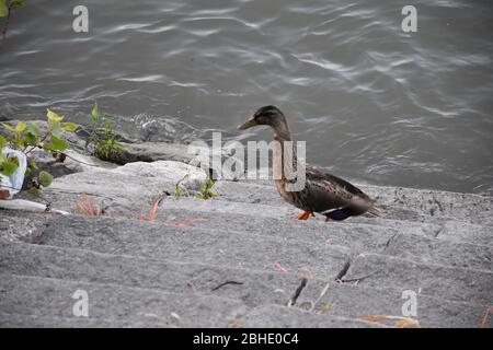 Un canard sauvage se dresse sur les marches du remblai de la rivière Banque D'Images