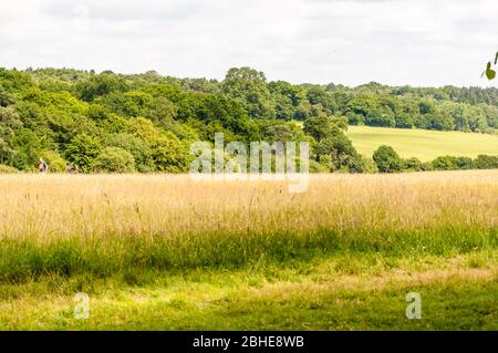 Trent Park, North London, Enfield, Londres, Royaume-Uni Banque D'Images