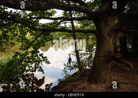 Lac à Trent Park, Enfield, Londres, Angleterre, Royaume-Uni Banque D'Images