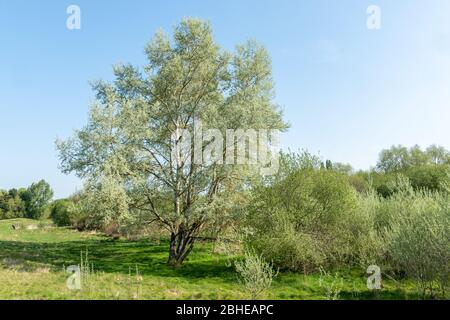 Peuplier blanc (Populus alba, également appelé peuplier argenté) avec de nouvelles feuilles au printemps, au Royaume-Uni Banque D'Images