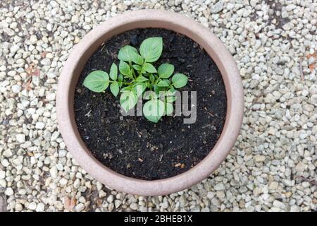 Première plante de pomme de terre dans un pot Banque D'Images