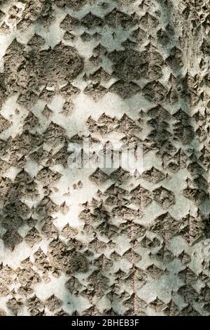 Écorce d'arbre de peuplier blanc (Populus alba) avec fissures en forme de losange, également appelé peuplier argenté, modèle sur tronc d'arbre mûr, Royaume-Uni Banque D'Images