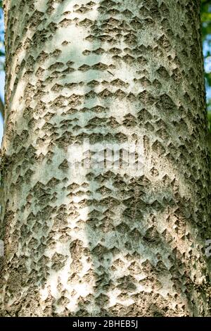 Écorce d'arbre de peuplier blanc (Populus alba) avec fissures en forme de losange, également appelé peuplier argenté, modèle sur tronc d'arbre mûr, Royaume-Uni Banque D'Images