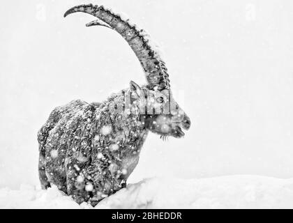 Portrait d'art de l'ibex alpin en hiver (Capra ibex) Banque D'Images